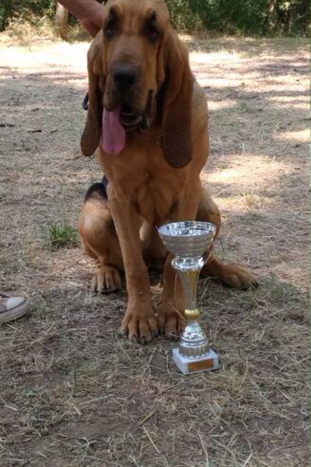 Pétula du hameau de lizin - meilleur puppy, 2ème meilleur puppy du groupe 6