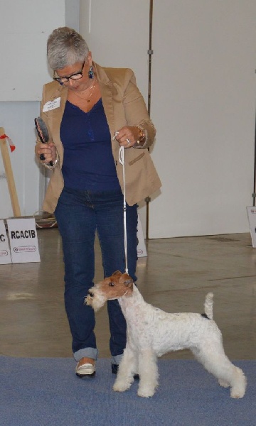 CH. Janet de de Cresecques - CAC - CACIB - meilleure du sexe opposé