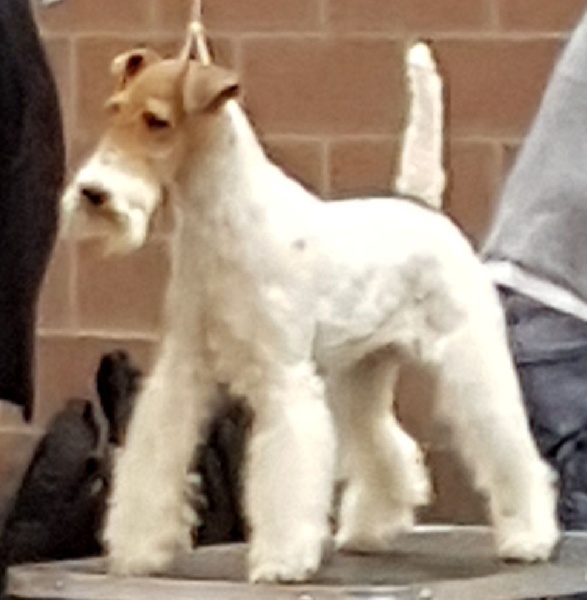 CH. Janet de de Cresecques - RCAC-RCACIB