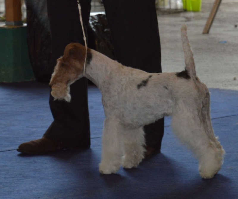 CH. Fanchon de de Cresecques - 3° classe ouverte