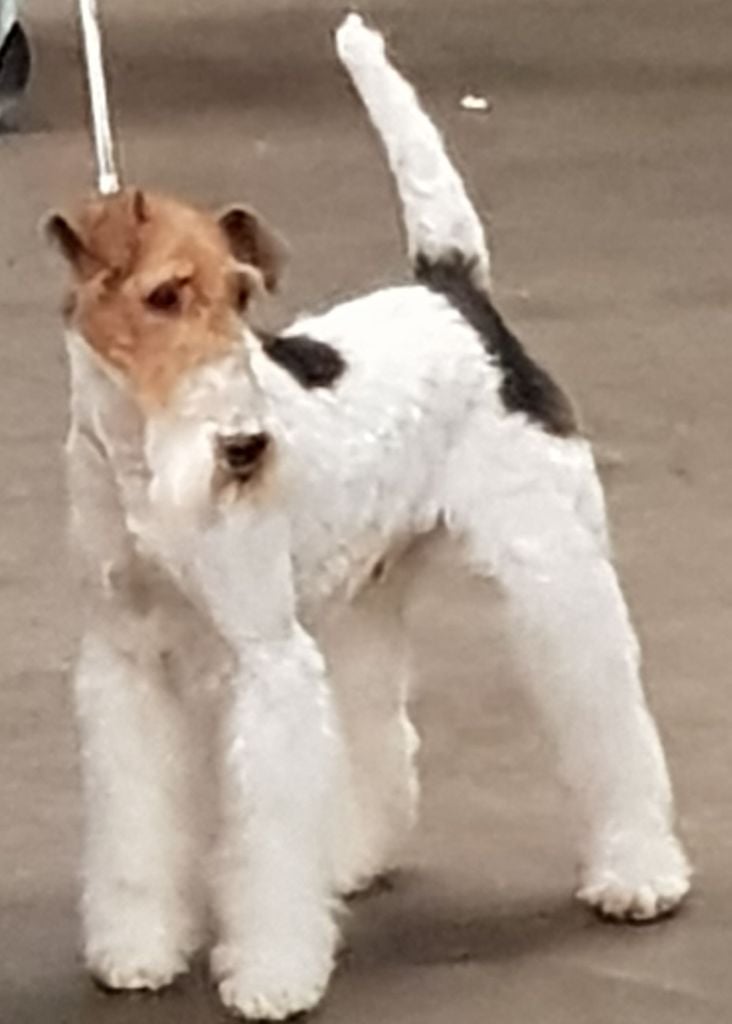 CH. Travella Stand aside dit bruce - CAC - CACIB - Meilleur de race (BOB)