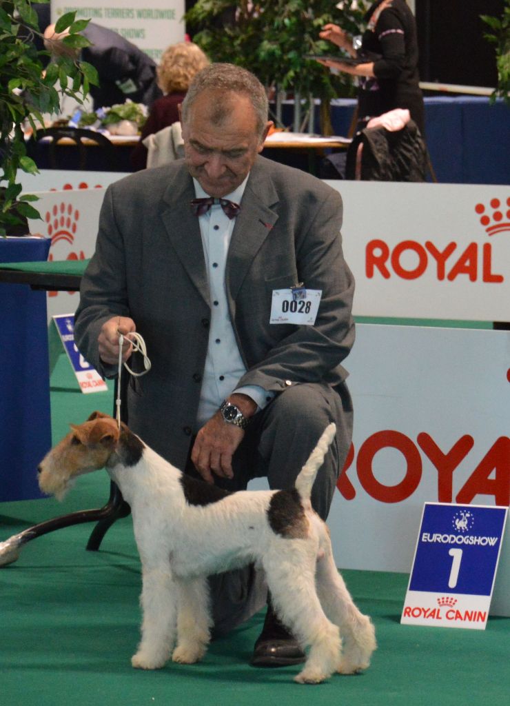 CH. Travella Stand aside dit bruce - CAC - CACIB