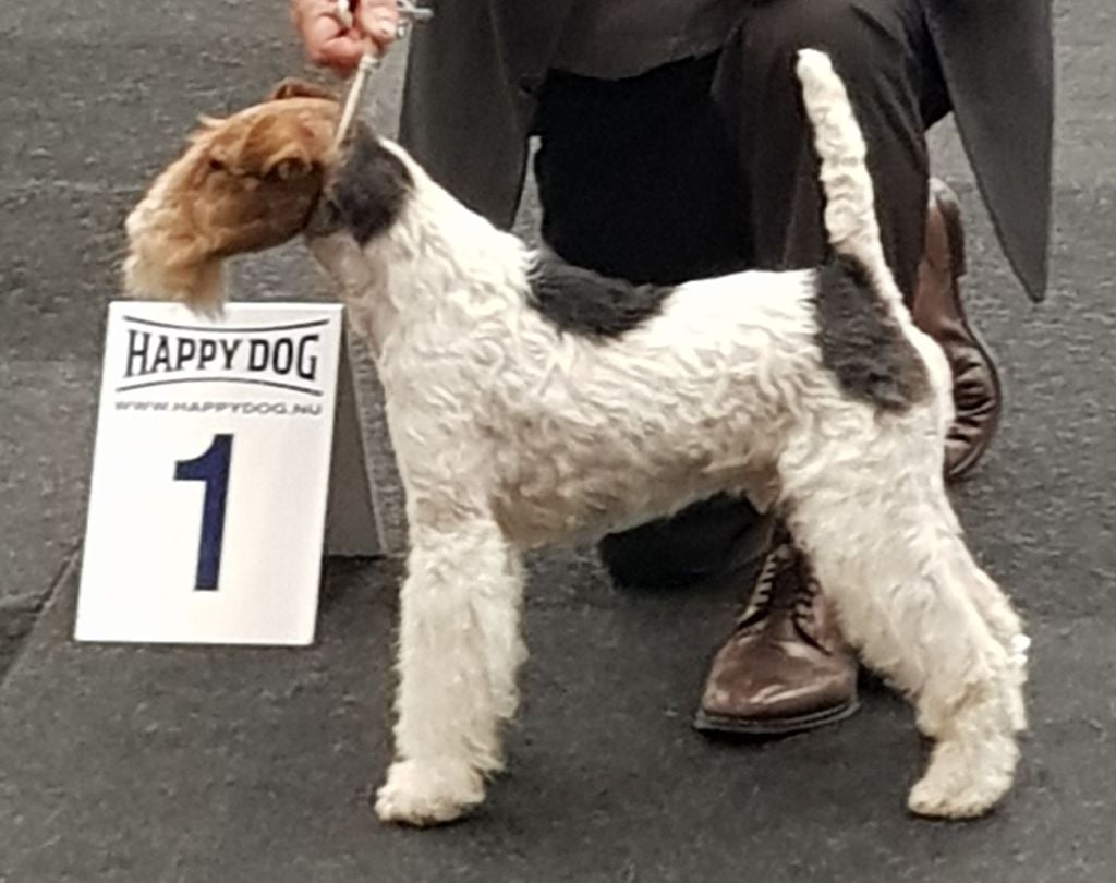 CH. Travella Stand aside dit bruce - CAC, CACIB, meilleur de race