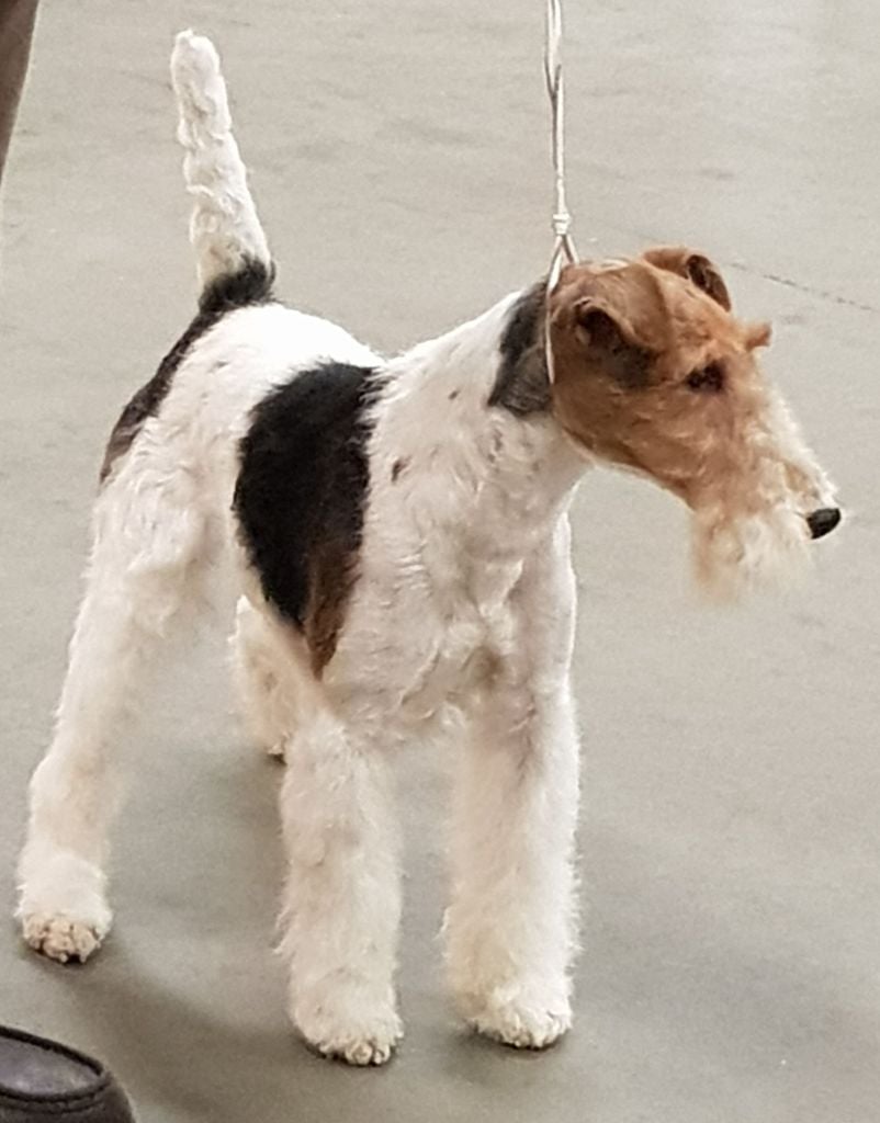 CH. Travella Stand aside dit bruce - CAC, CACIB,, meilleur mâle