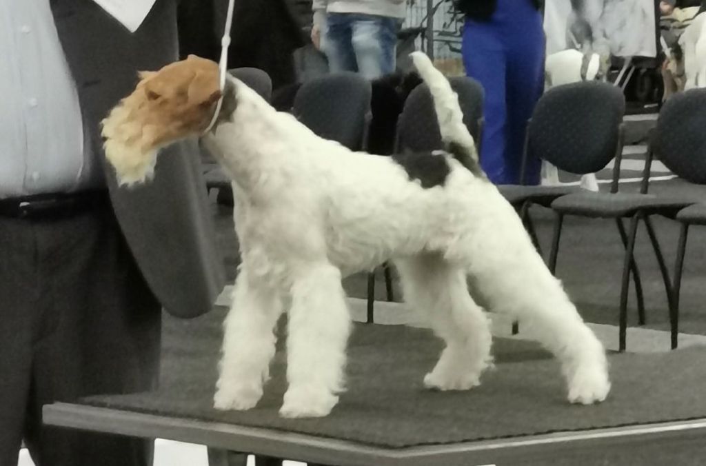 CH. Olga de de Cresecques - CAC - CACIB - BOS