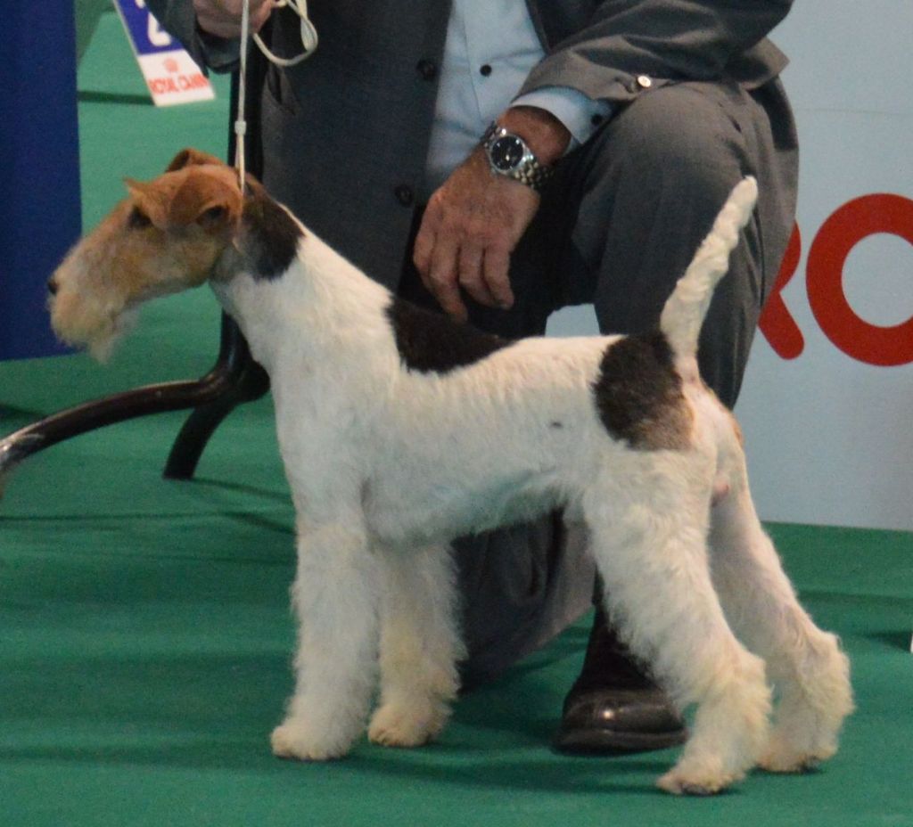 CH. Travella Stand aside dit bruce - CACL