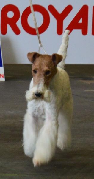 CH. Janet de de Cresecques - CAC - BOS