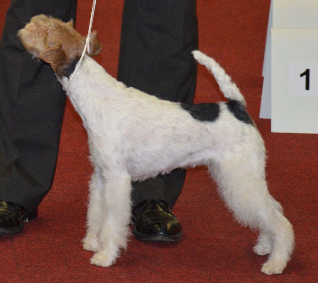 CH. Olga de de Cresecques - CAC - CACIB - BOS