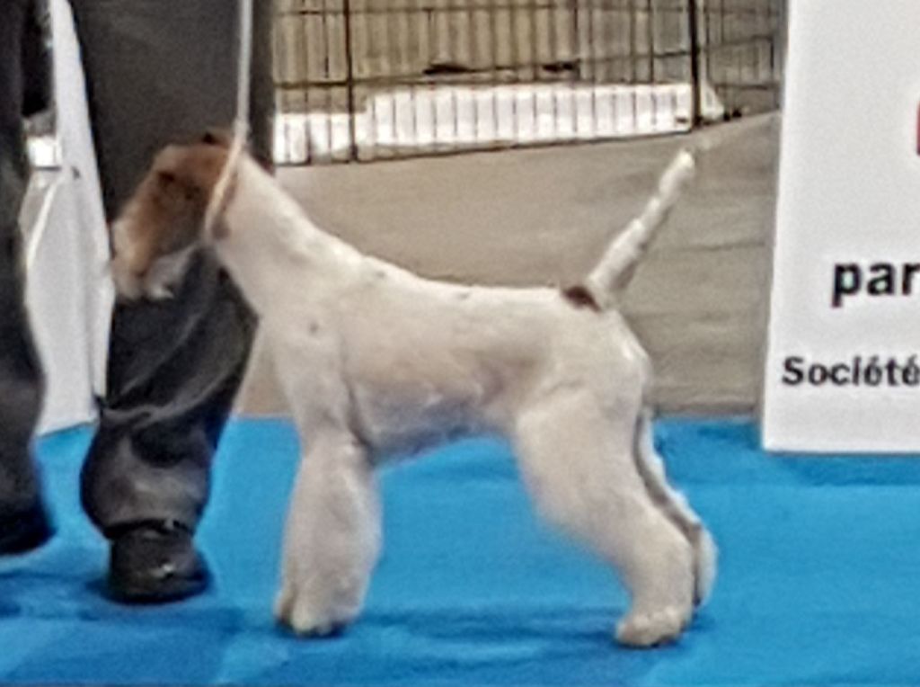 CH. Janet de de Cresecques - CACS CACIB