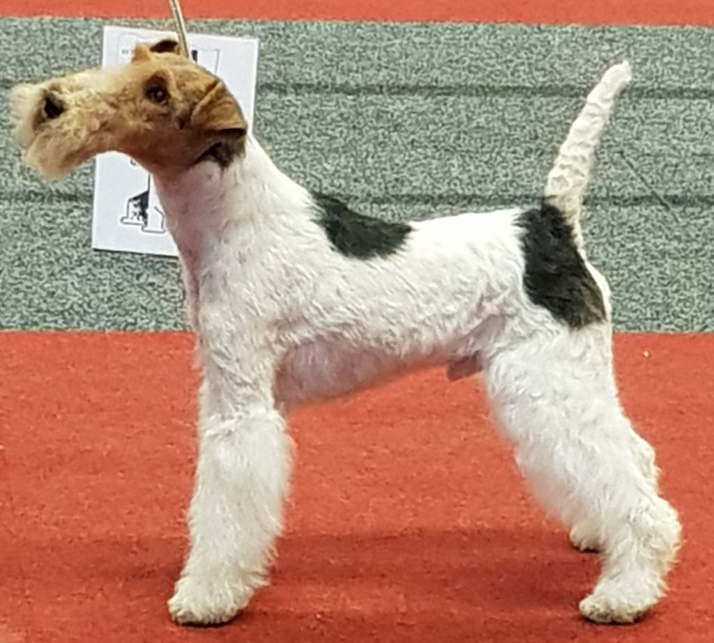 CH. Travella Stand aside dit bruce - CAC, meilleur de race