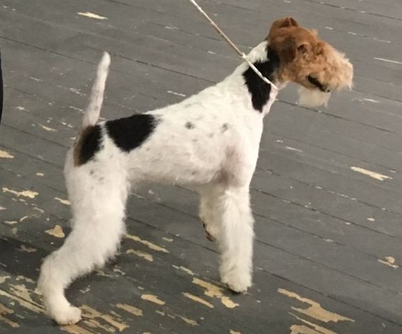 CH. Olga de de Cresecques - CAC, meilleure de race