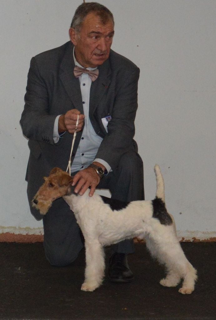 CH. Travella Stand aside dit bruce - CACS - RCACIB