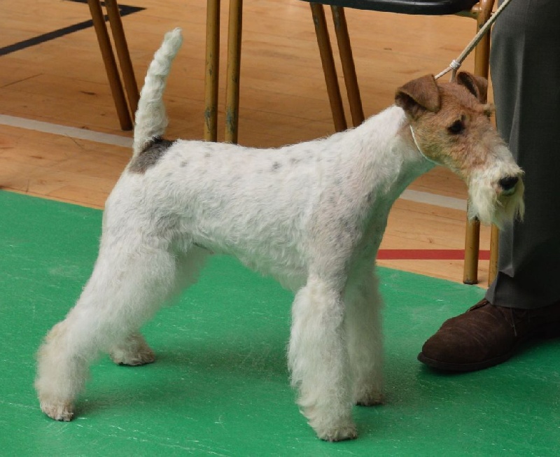 CH. Janet de de Cresecques - CAC - CACIB - BOS