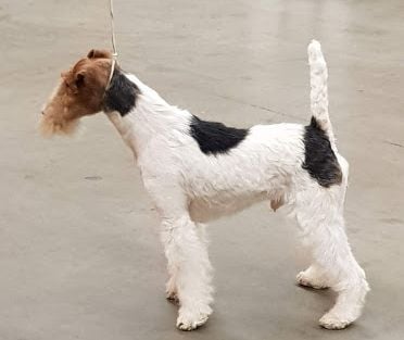 CH. Travella Stand aside dit bruce - CACS - RCACIB