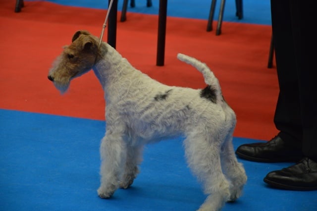 CH. Fanchon de de Cresecques - CACIB - CAC