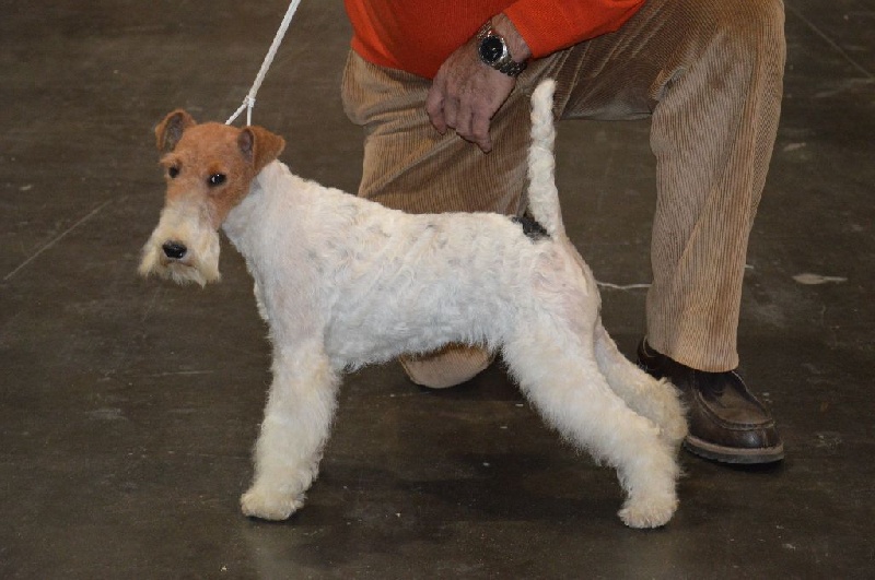 CH. Janet de de Cresecques - Excellente, meilleure jeune