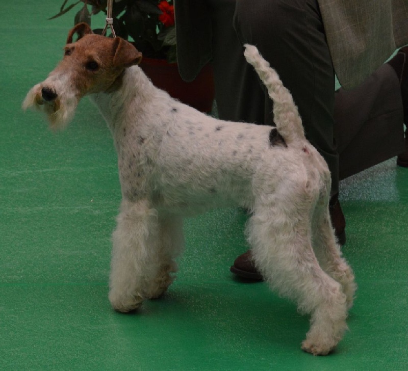 CH. Janet de de Cresecques - CAC - CACIB - BOS