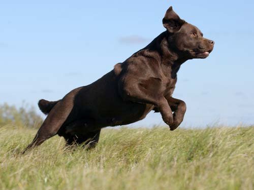 Publication : Des Monts D'aussois Auteur : Claude MICHEL