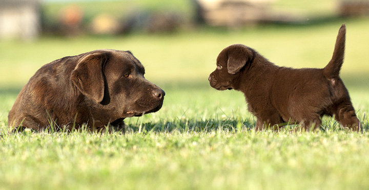 Publication : Des Monts D'aussois Auteur : Claude MICHEL