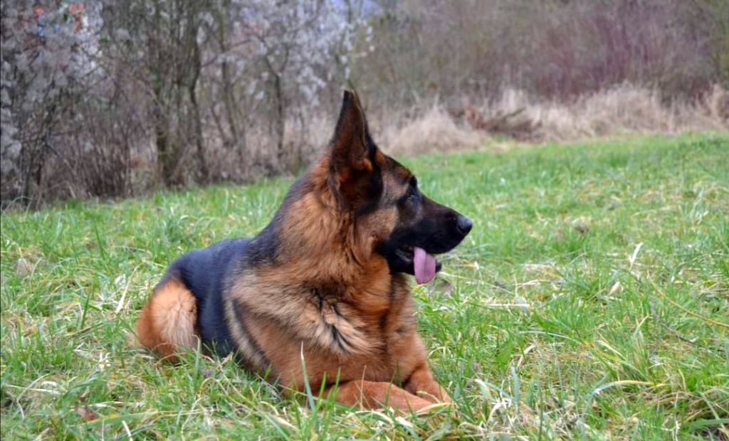 Publication : De La Tribu Des Plaines Auteur : Emilie Jacob