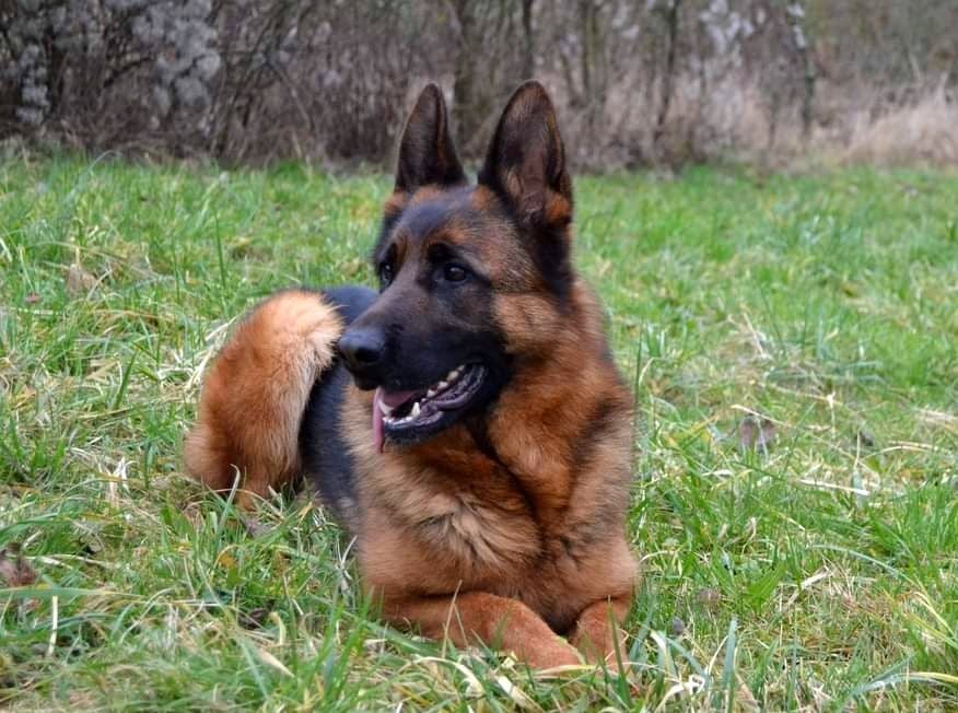 Publication : De La Tribu Des Plaines Auteur : Emilie Jacob