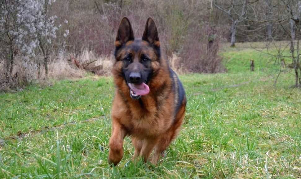 Publication : De La Tribu Des Plaines Auteur : Emilie Jacob