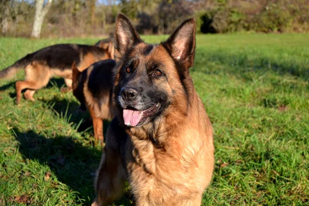 Publication : De La Tribu Des Plaines Auteur : Emilie Jacob