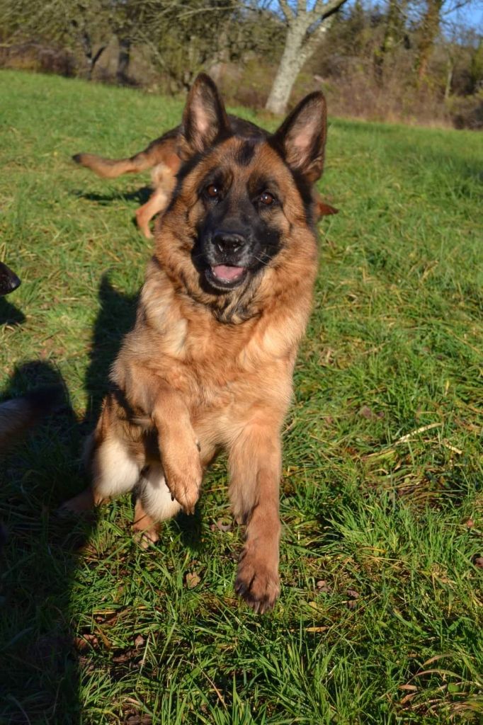 Publication : De La Tribu Des Plaines Auteur : Emilie Jacob