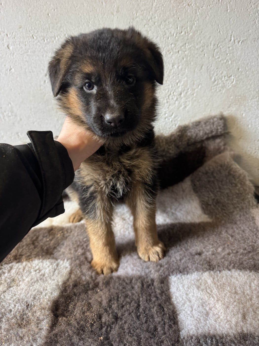 Chiot N°3 - Berger Allemand