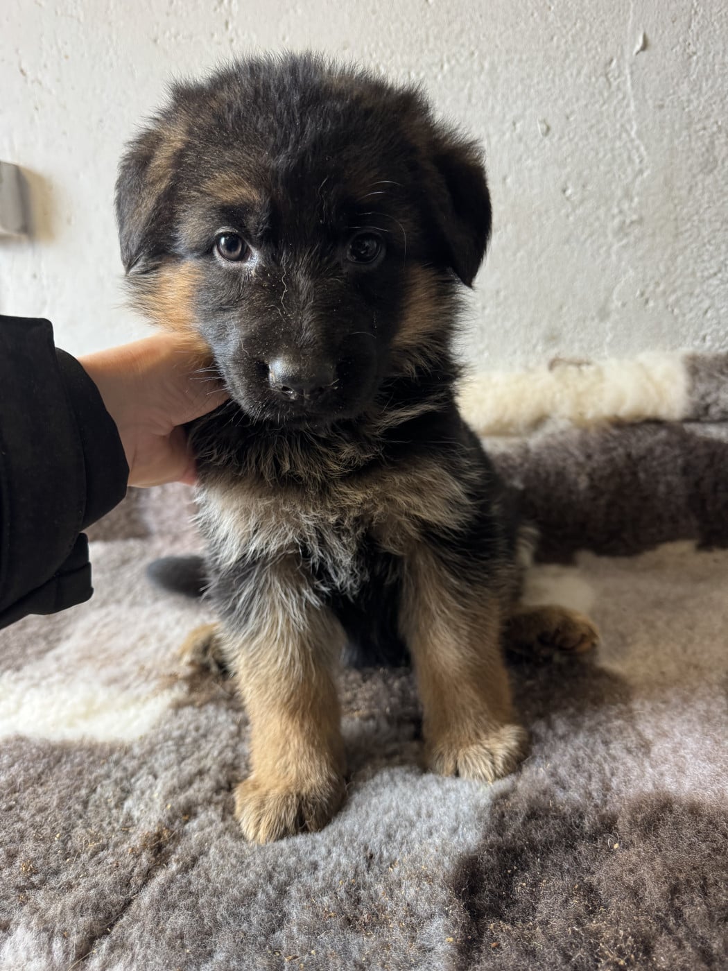 Chiot N°4 - Berger Allemand