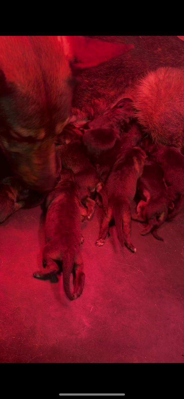 Berger Allemand - De La Tribu Des Plaines