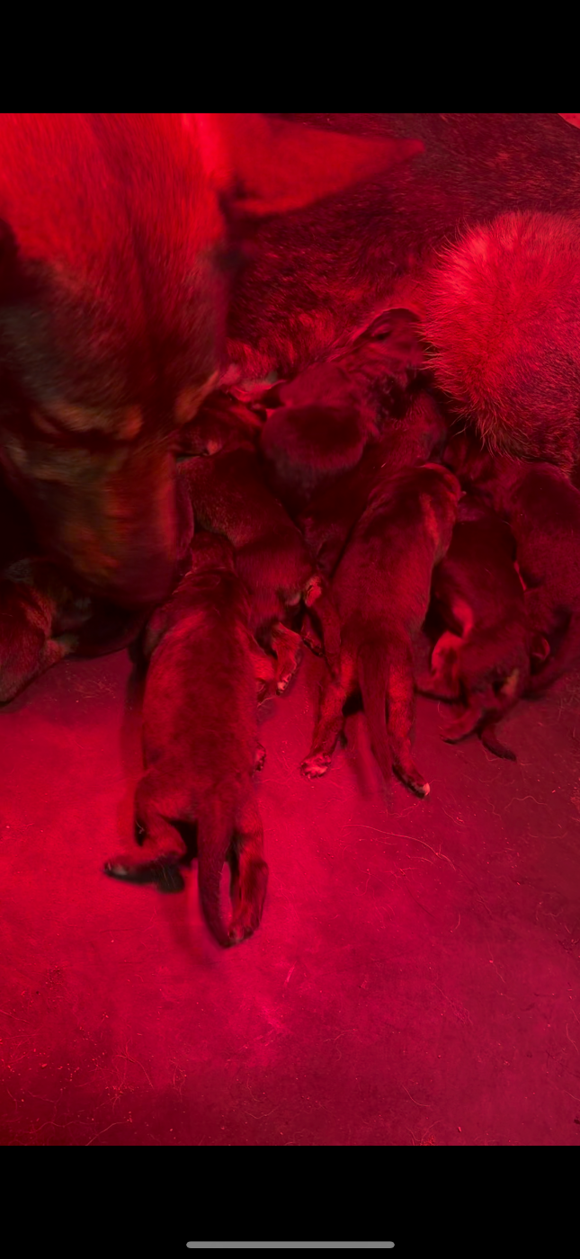 Chiot N°6 - Berger Allemand