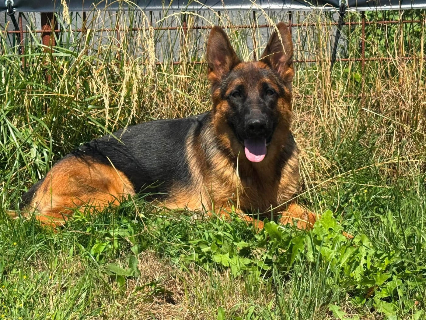 Chiot Berger Allemand