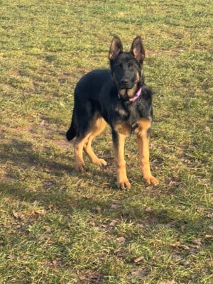 Les chiots de Berger Allemand