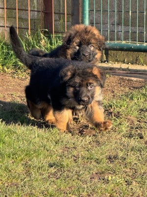 Les chiots de Berger Allemand