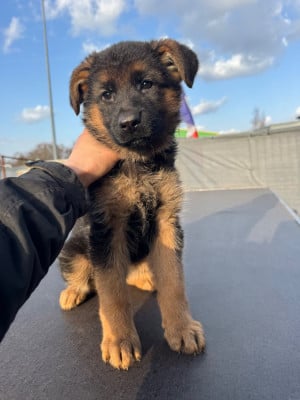 Les chiots de Berger Allemand