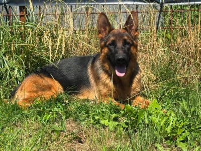 Les chiots de Berger Allemand