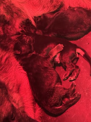 Les chiots de Berger Allemand