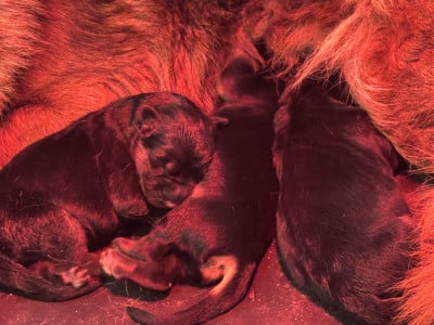 Les chiots de Berger Allemand