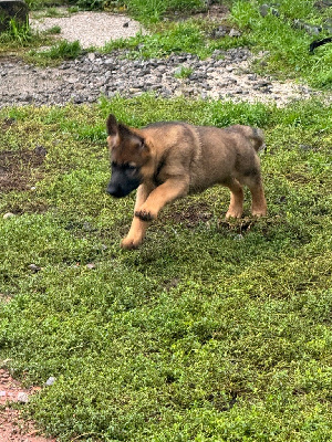 Les chiots de Berger Allemand