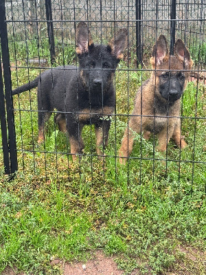 Les chiots de Berger Allemand