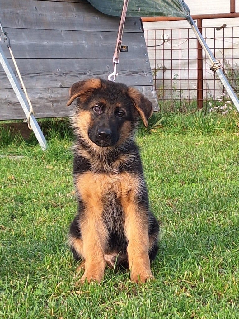 CHIOT 3 - Berger Allemand