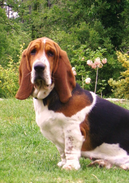 Publication : Du Domaine De Tara