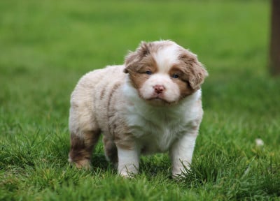 Les chiots de Berger Américain Miniature 