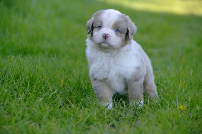Les chiots de Berger Américain Miniature 