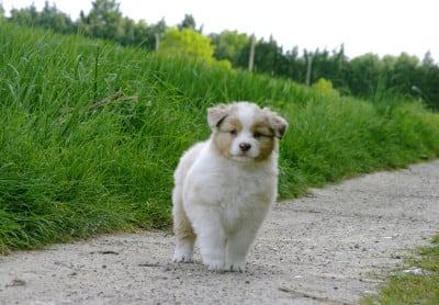 Les chiots de Berger Australien