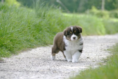 Les chiots de Berger Australien