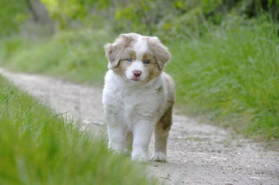 Les chiots de Berger Américain Miniature 