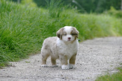 Les chiots de Berger Américain Miniature 