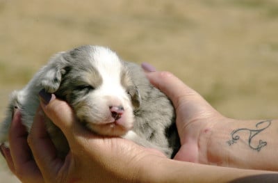Les chiots de Berger Australien
